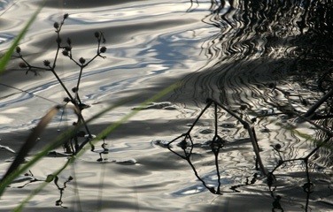 IMG_0510b.jpg